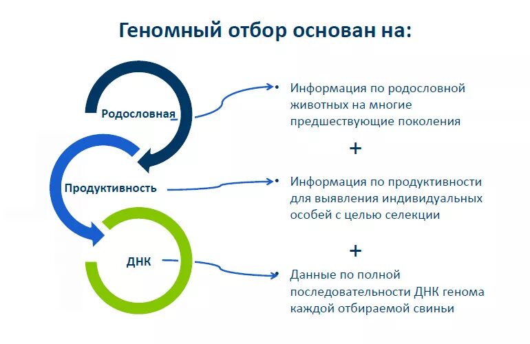 Маркёр-ориентированная селекция растений. Днк маркеры. Геномная селекция свиней. Геномная селекция коров. Молекулярная селекция растений.