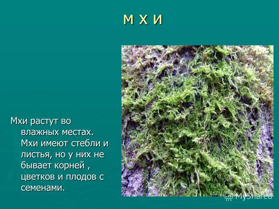 сфагнум корень стебель. мхи имеют. внешнее строение сфагнума. мхи строение ткани. мхи имеют стебель и листья.