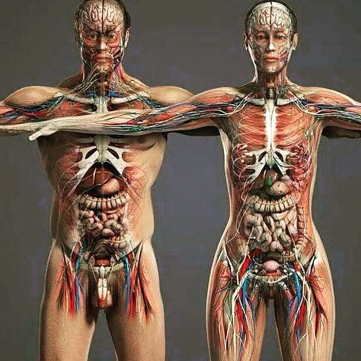 Орган мужчины видео. Тело человека анатомия. Анатомия женского тела. Внутренние органы человека.