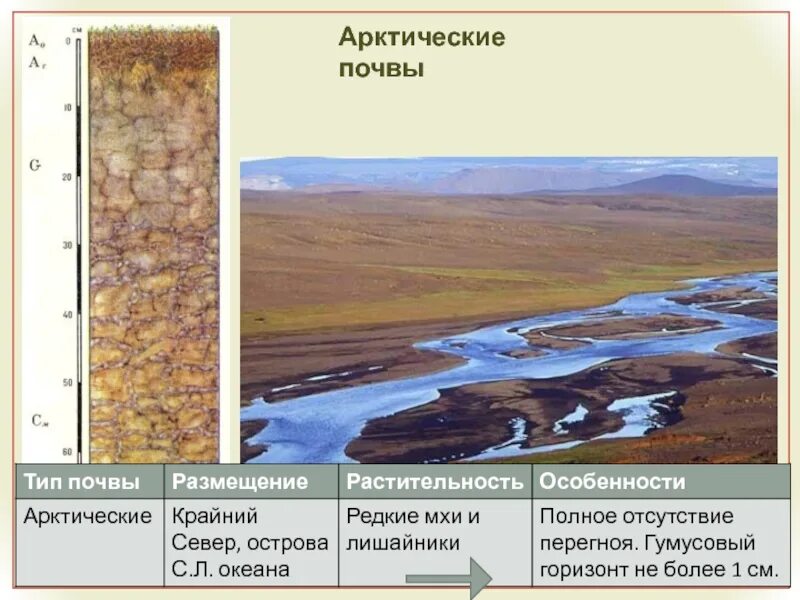 Тип почвы в Арктике. Тип почв в арктических пустынях. Почвы арктических пустынь Евразии. Почвенный профиль арктических тундровых почв.