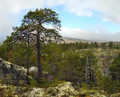 Сосна лапландская