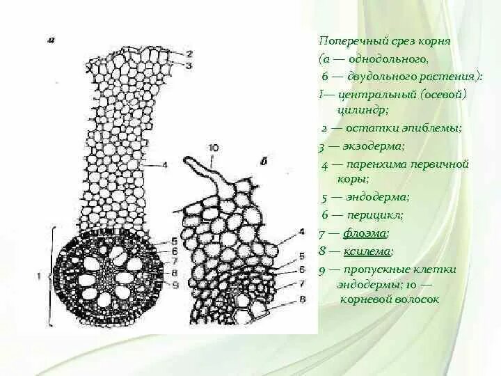 Центральный цилиндр корня. Центральный осевой цилиндр первичное строение корня. Первичное строение корня. Первичное строение корня ириса. Строение корня ириса.