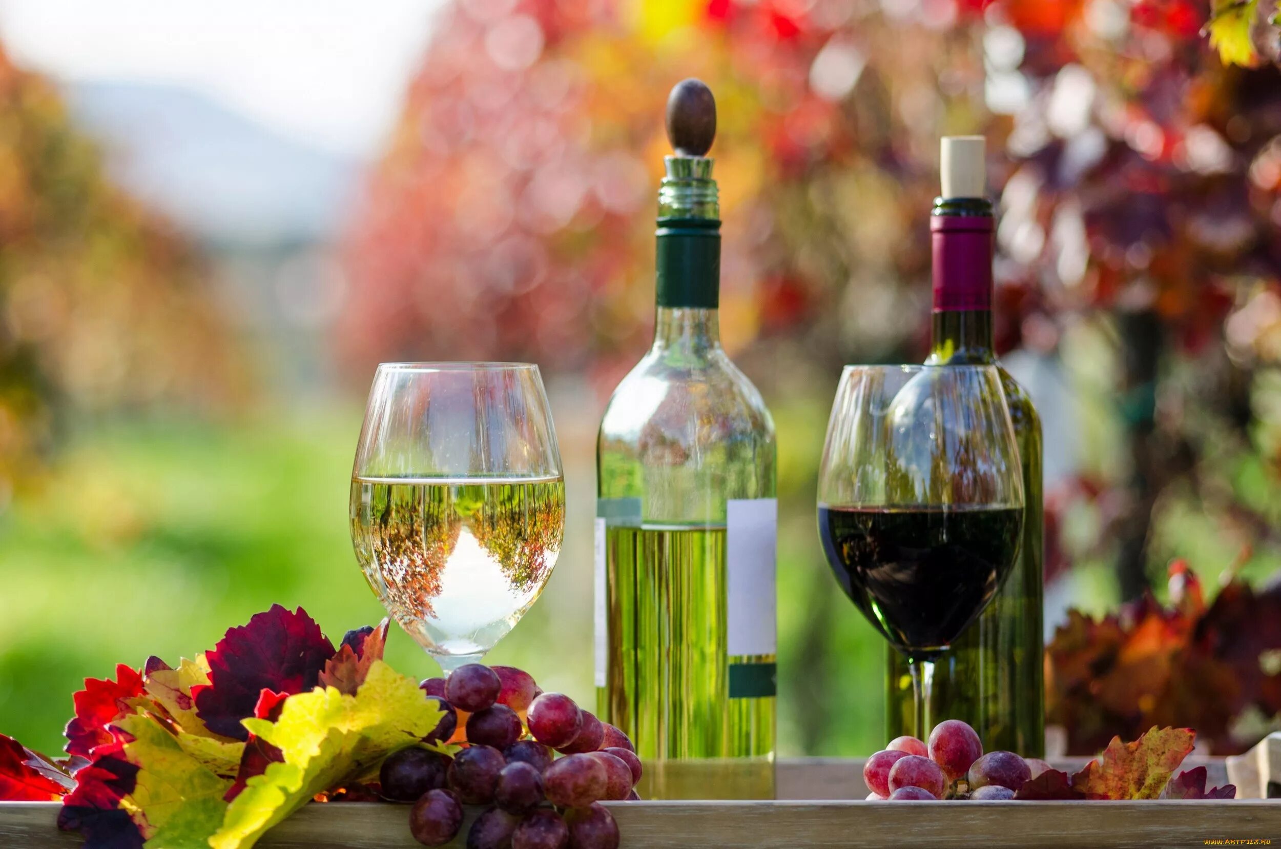 Вино красивые фото. Вино. Осеннее вино. Красивое вино. Вино на фоне природы.