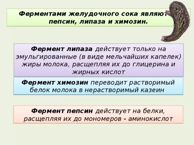 Ферменты желудочного сока желудка. Ферменты желудочного сока липаза. Пепсин химозин липаза. Пищеварительный сок липазы. Химозин фермент желудка.