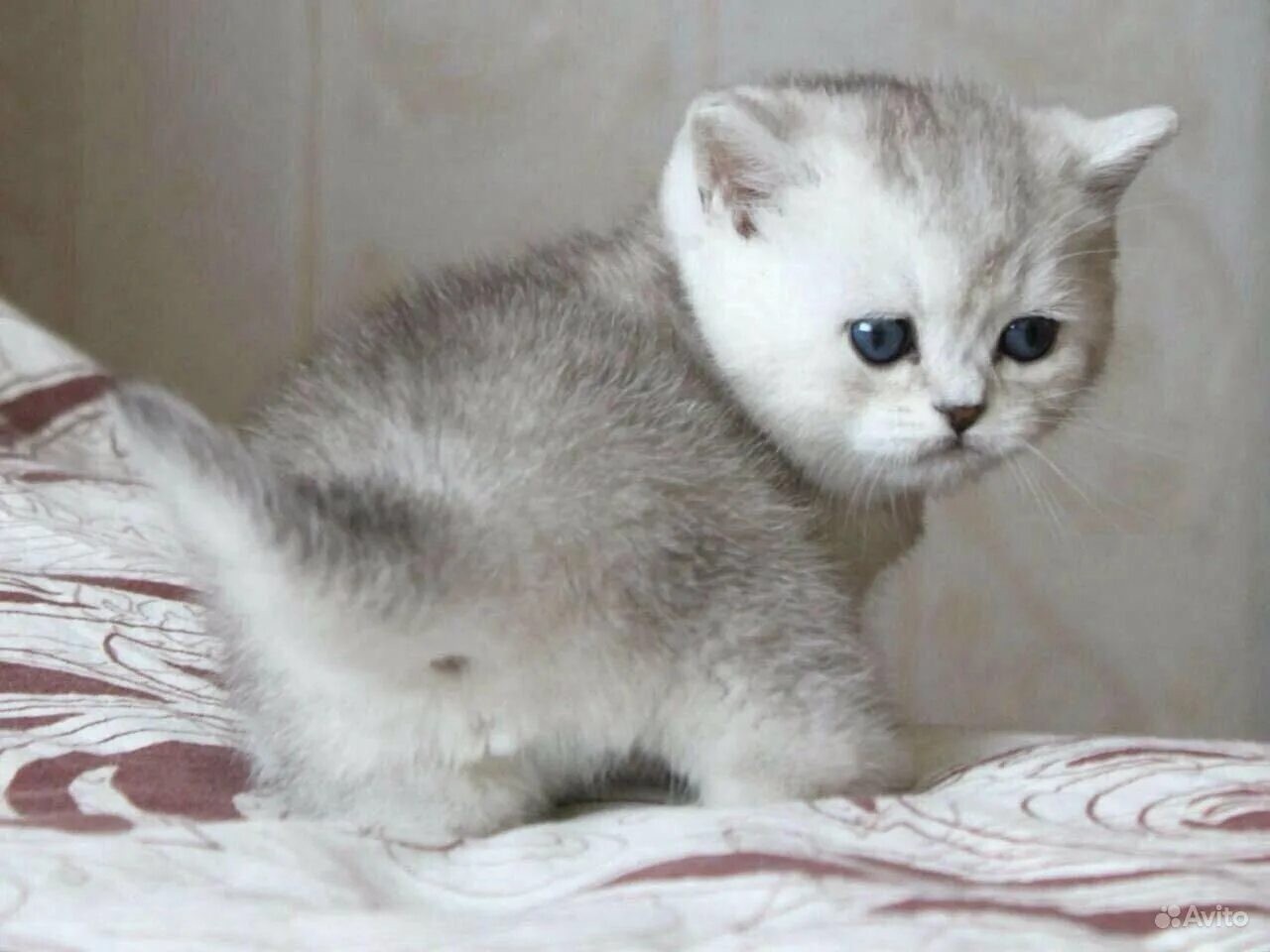 Котики скоттиш страйт мраморные и тикированные - Москва: Открыт резерв на котят 