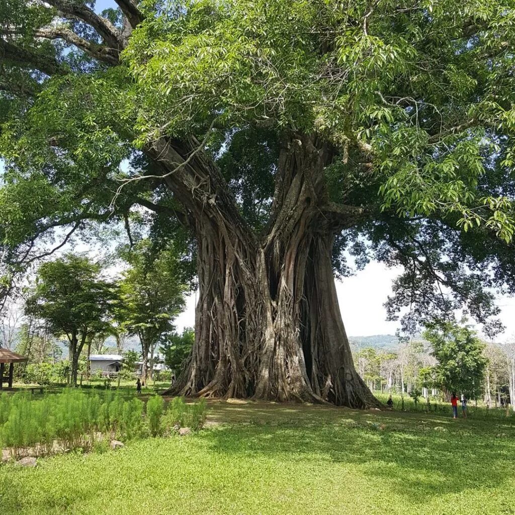 Centuries trees