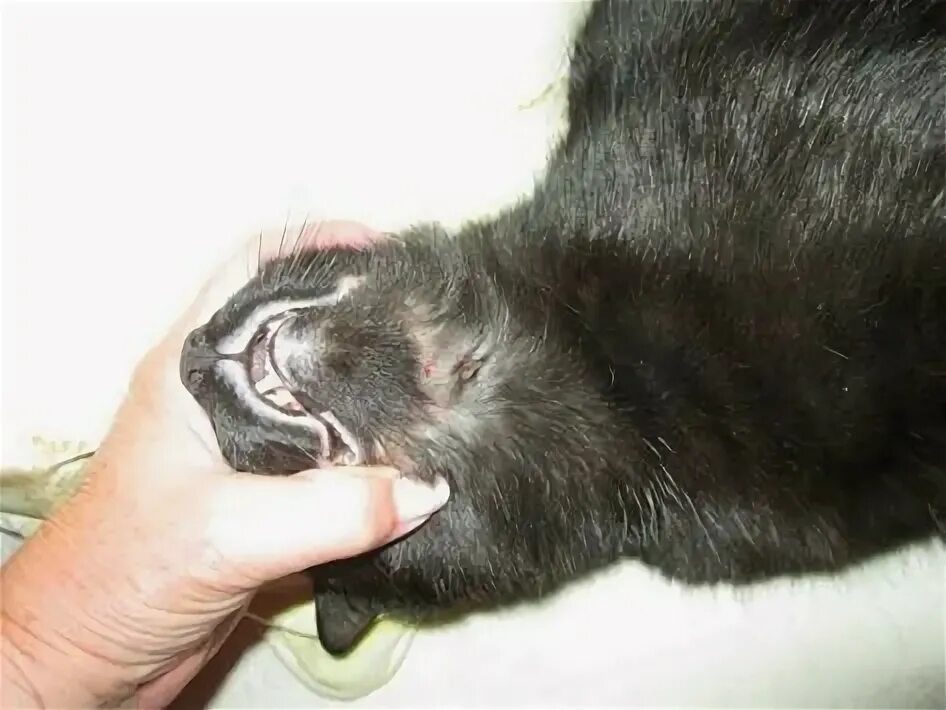 I Cured My Cat of Rodent Ulcer With Natural Remedies - Catster Cat skin, Cat hea