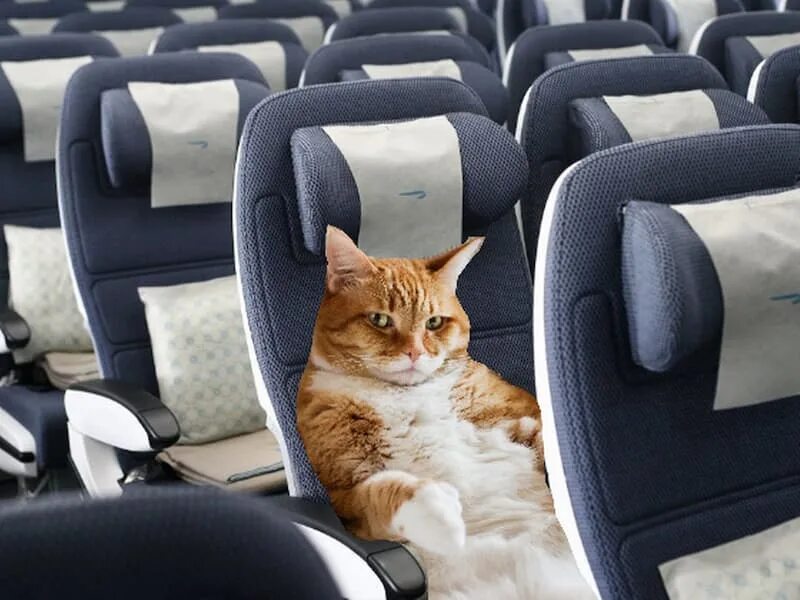 В самолет можно кот. Кот в самолете. Котенок в самолете. Коты в салоне самолёта. Котятки в самолёте.