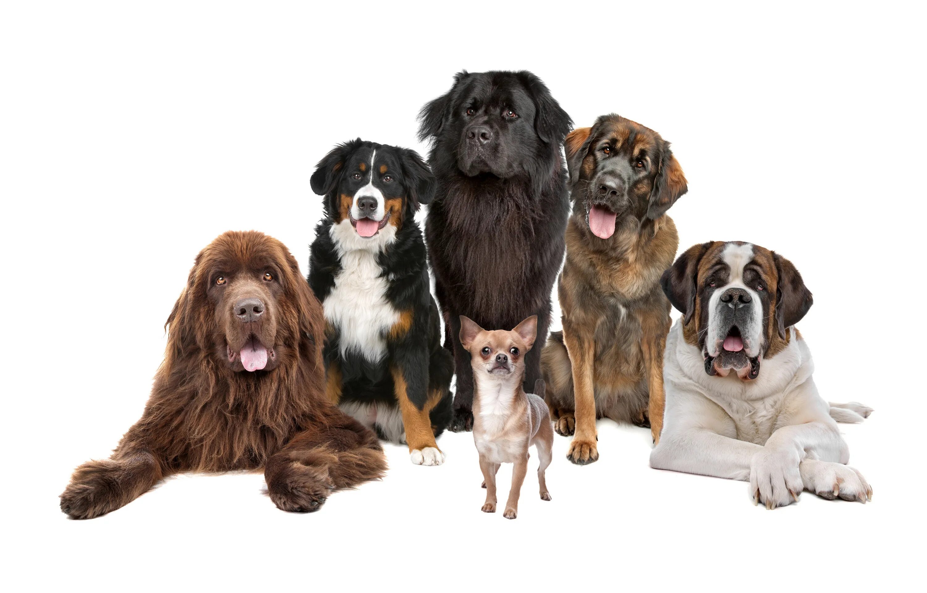 Low dog. Золотистый ретривер. Pdf dog. Pdf dog. Полигональный доберман развертка.