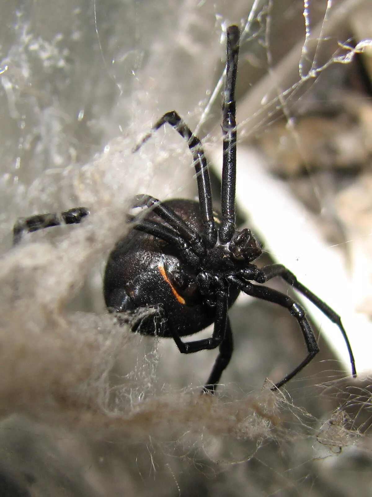 Как выглядит каракурт. Каракурт паук. Каракурт (Latrodectus tredecimguttatus). Крымский паук Каракурт. Паук черная вдова Каракурт.