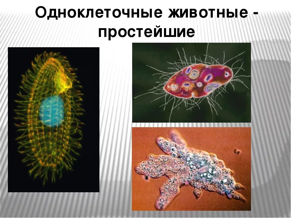 Одноклеточные животные. Одноклеточное животное. Одноклеточные организмы. Одноклетчатые животные.