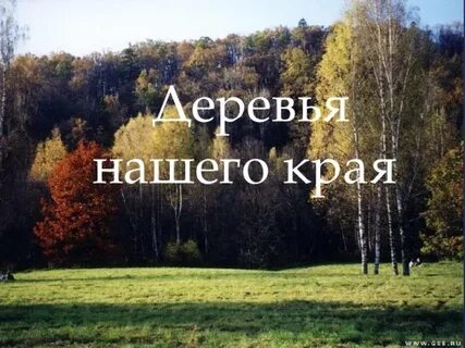 Картинки надпись деревья