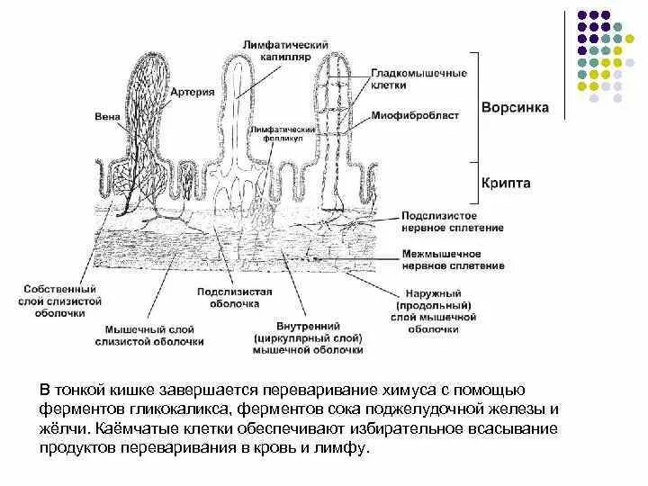 Функция ворсинок тонкого кишечника. Строение ворсинки тонкой кишки. Схема строения ворсинки тонкой кишки. Строение ворсинки тонкого кишечника. Строение слизистой оболочки тонкого кишечника.