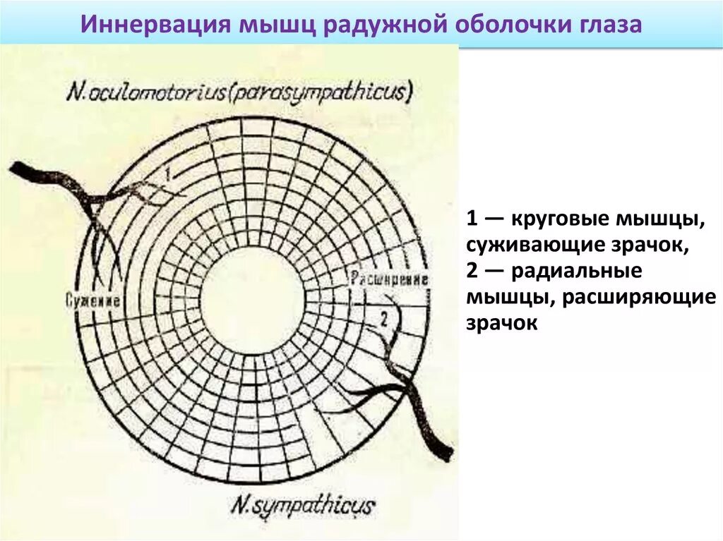 Мышца регулирующая размер зрачка. Иннервация радужной оболочки. иннервация дилататора радужки. радиальные мышцы радужки иннервируются. мышца дилататор зрачка иннервируется.