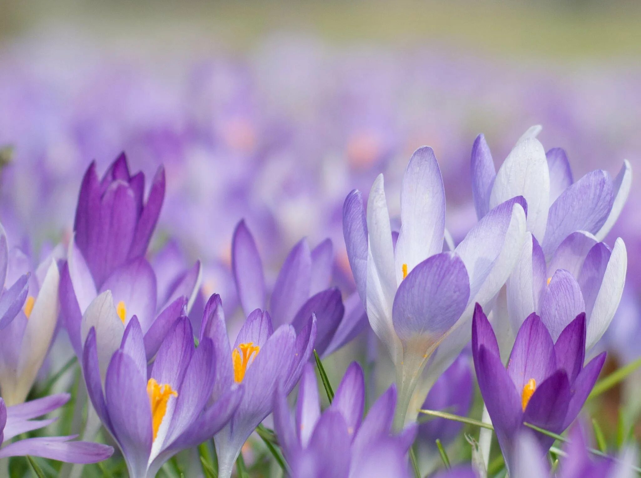 Первоцветы крокусы. Крокус фиолетовый первоцвет. Крокус Шафран весенний. Пролески, подснежники, крокусы.