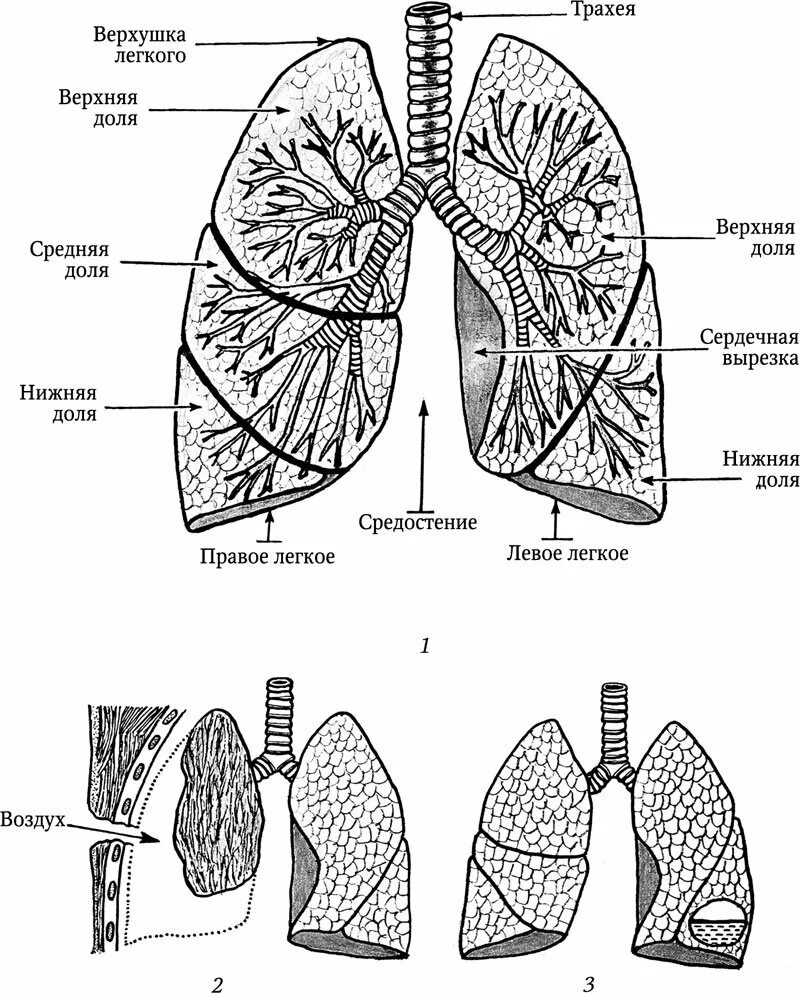 Строение легкого человека анатомия. Схематическое строение легких. Легкие человека вид сбоку. Левое легкое имеет