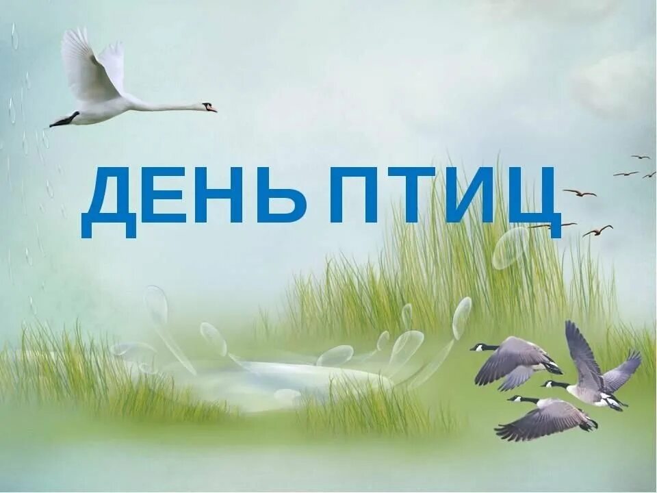 День птиц презентация. 1 апреля международный день птиц. 1 апреля день птиц. Птичьи даты. Всемирный день птиц.