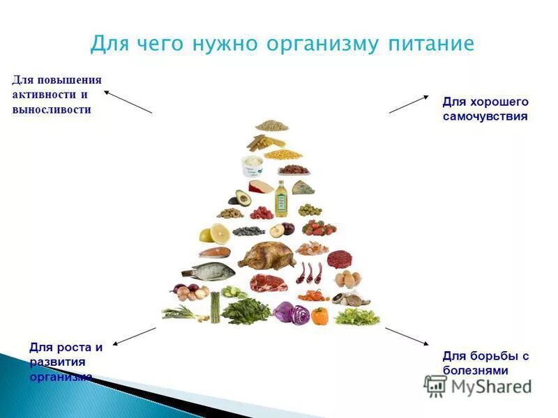 Питание организмов 10 класс