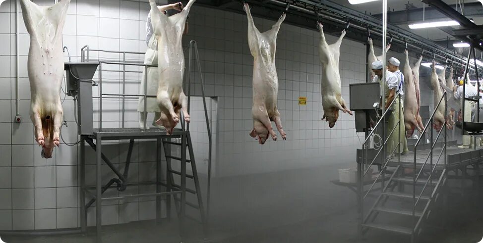 Продукты убоя это. Оборудование для обескровливания крс. Нож для жиловки мяса. Продукты убоя это. Оборудование для снятия шкур крупного рогатого скота.