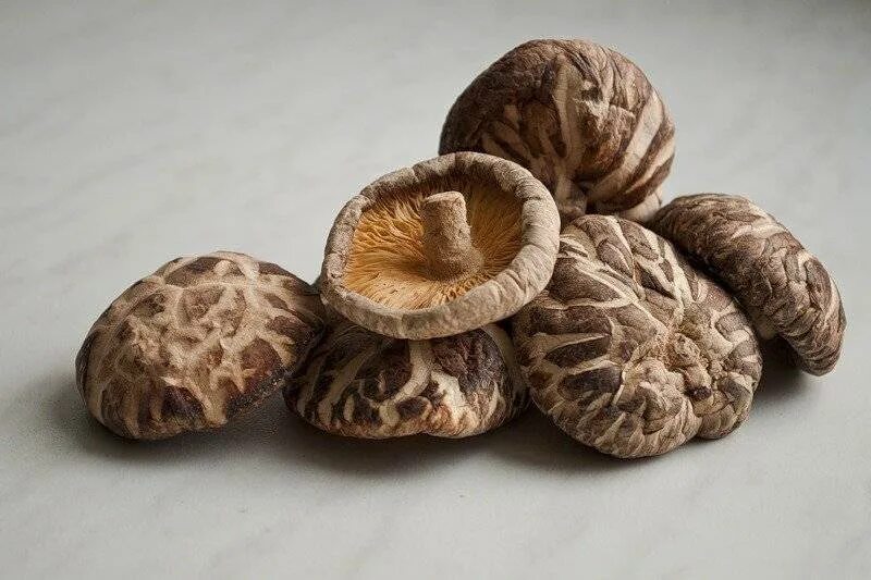 Японские грибы шиитаке. Шиитаке Shiitake (Lentinula edodes). Императорский гриб шиитаке. Опята шиитаке.