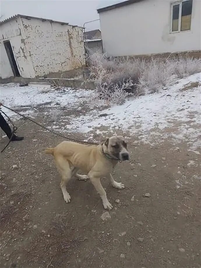 Тараз собака
