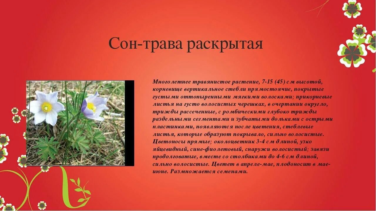 Ростениякрасной книги. Книга про растения. Растения красной книги 2023. Красная книга растения для детей. Книга цветы.