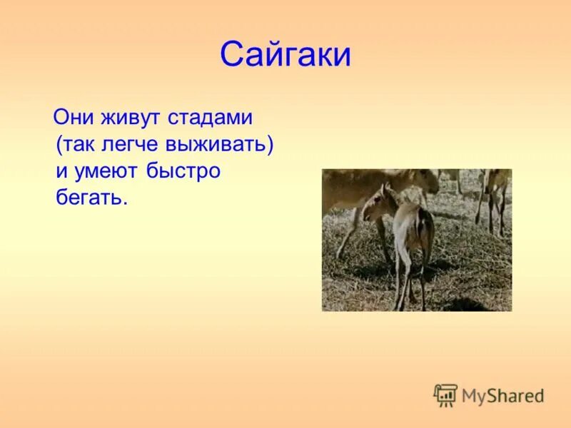 Где живет сайгак природная зона