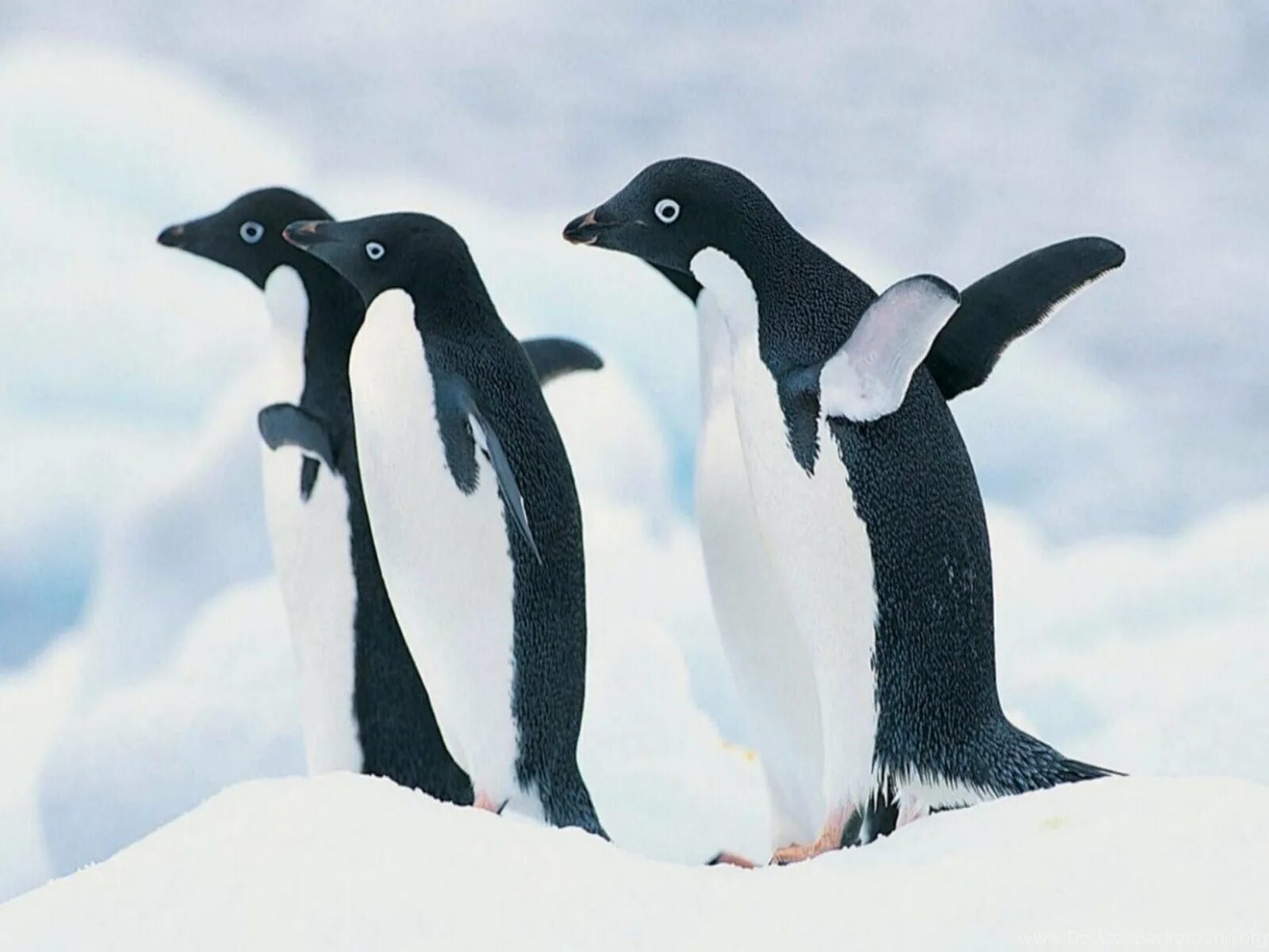 Пингвины. Антарктический Пингвин. Крутой Пингвин. Замороженный Пингвин. Включи песню пингвины
