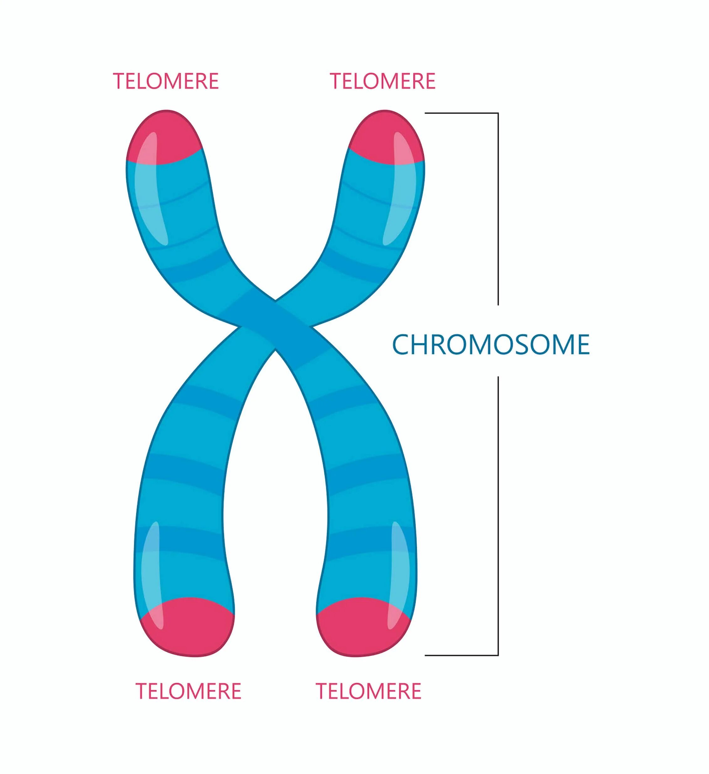 Хромосомы краба. Хромосома. Теломера. Хромосома рисунок. Теломера хромосомы.