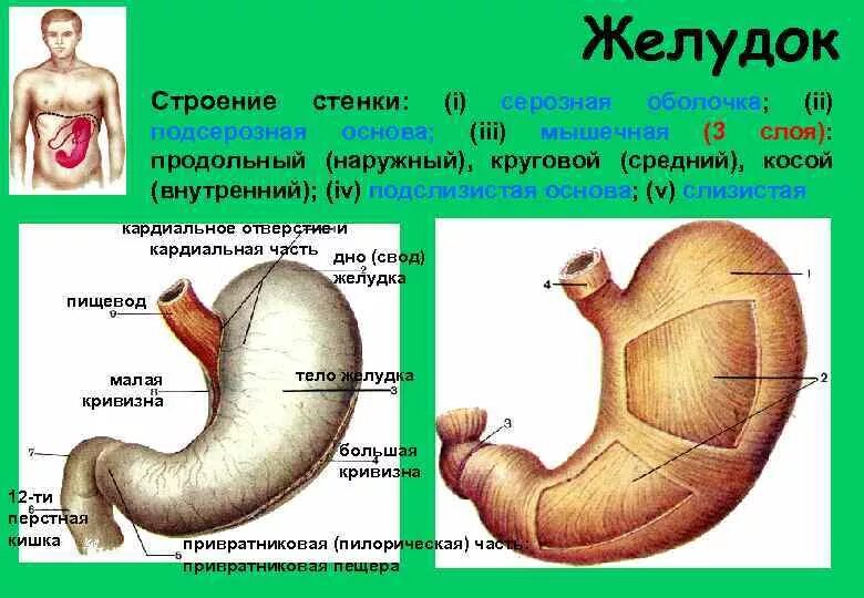 Внутреннее строение желудка. Строение желудка привратник. Трехслойное строение желудка. Пилорический отдел желудка анатомия.