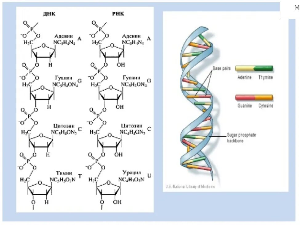 Строение ДНК структурная формула. Структура ДНК И РНК биохимия. Различия первичной структуры ДНК И РНК. Строение нуклеотида ДНК И РНК.