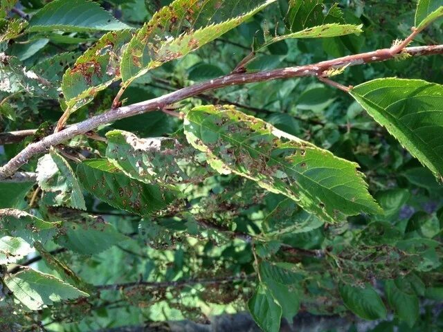 Cherry Tree Leaves in the Wind - YouTube