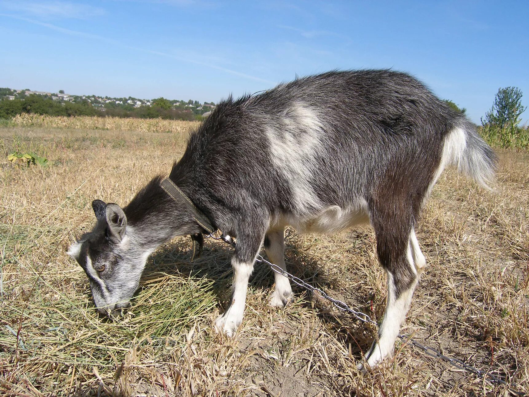 Козы ламанча. Ламанча порода коз. Мексиканская коза.