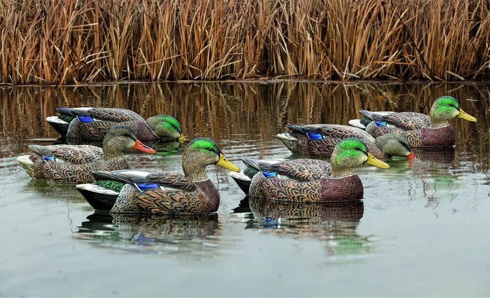 Чучела уток avian-x. Кряква подсадная утка. Комплект чучел утки "кряква Topflight Mallards Preener/Sleeper rester Series №8072" (avian-x). Утка кряква одомашнивание. Подсадные чучела уток