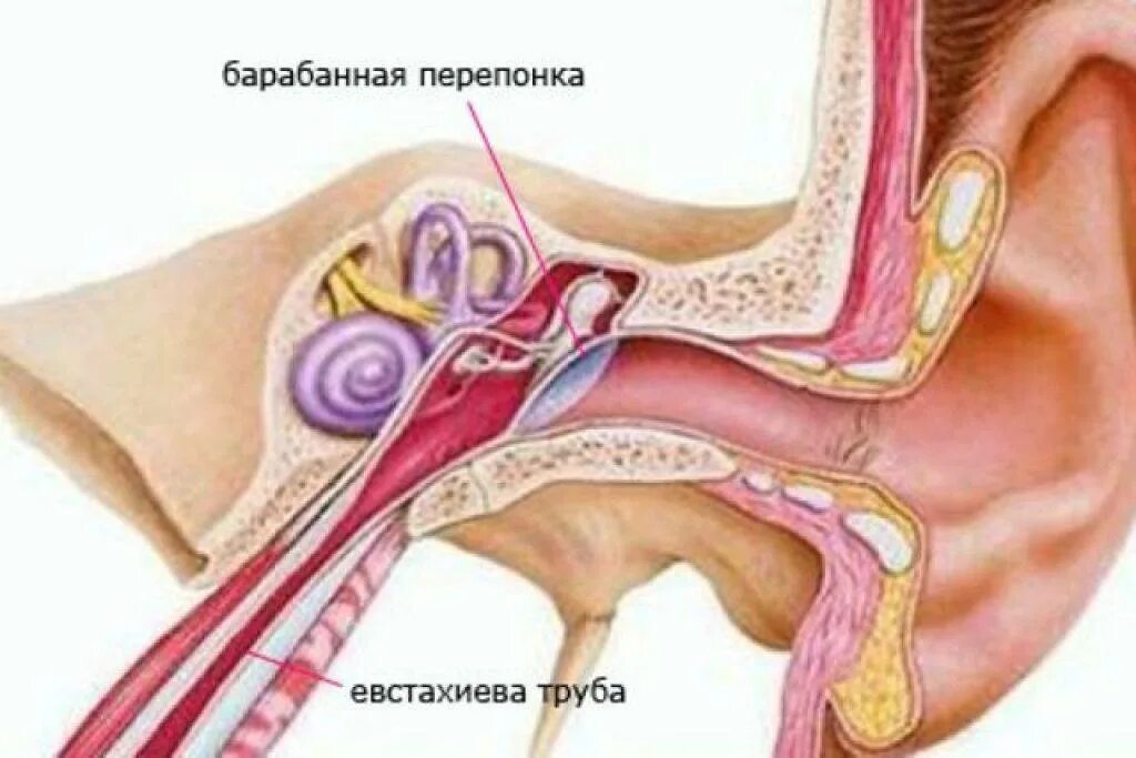 Воспаление внутреннего уха лечение. Евстахиит воспаление слуховой трубы. Тубоотит барабанная перепонка. Евстахиит барабанная перепонка.