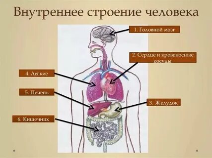 Что изучает внутреннее строение