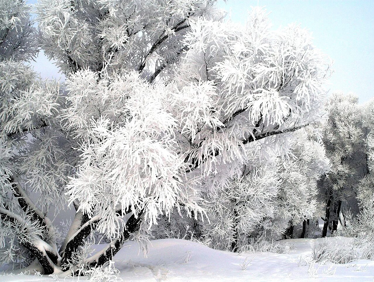 В воздухе пахло снегом. КИШ манзаралари. Снежные деревья. Иней на деревьях. Серебристый снег.