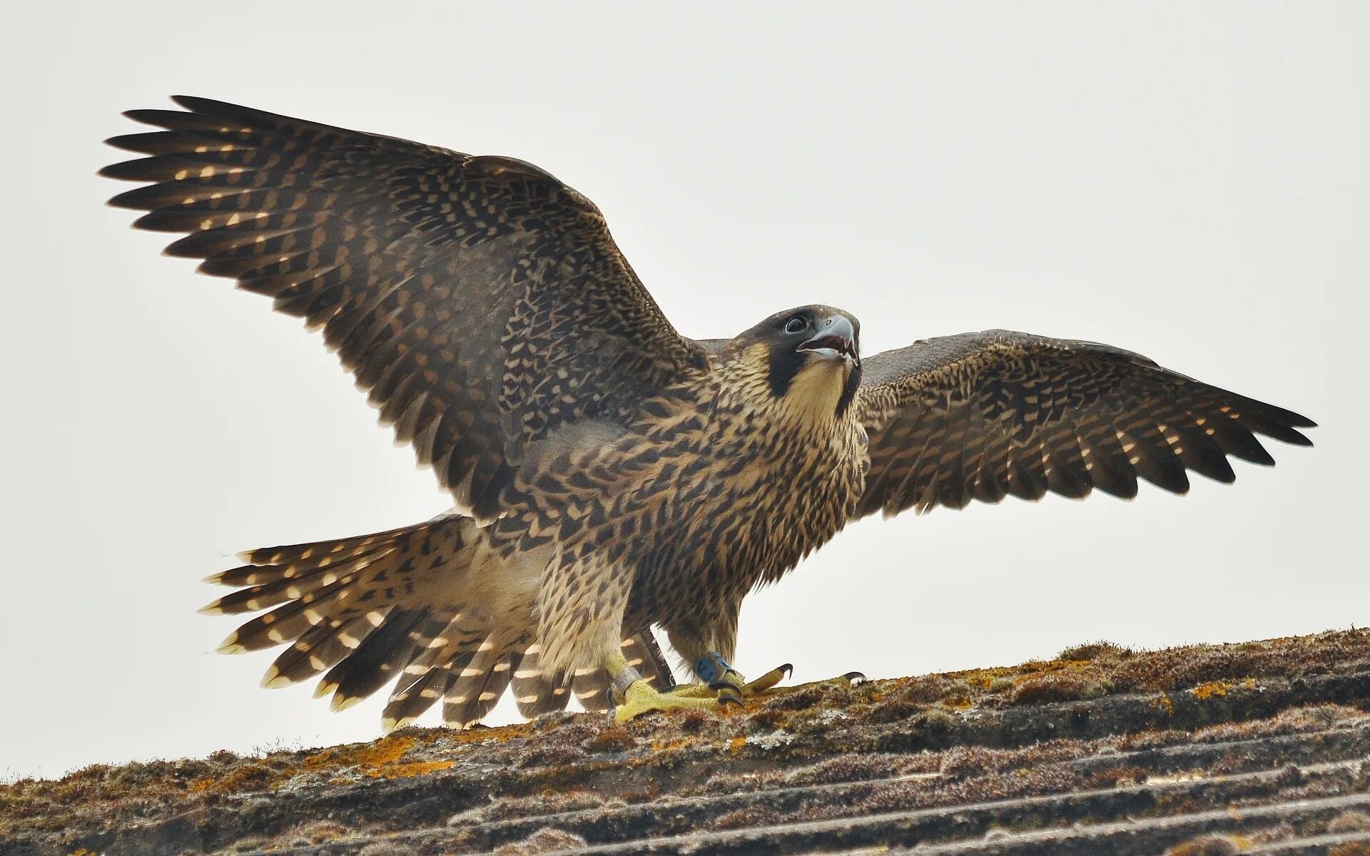 Фалько Перегринус. Сапсан Falco peregrinus. Хищные птицы Сокол Сапсан. Сокол Сапсан хищная птица Сапсан птица