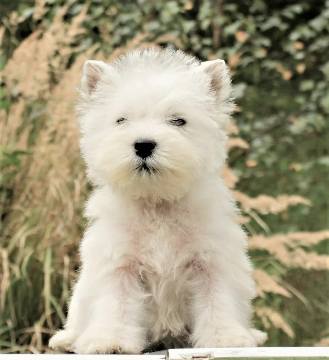 Вест хайленд вайт трерьер. Вестхайтлет уайт терьер. Вестхейлент вай терьер. Вест-хайленд-уайт-терье. Щенок вест хайленд терьера.
