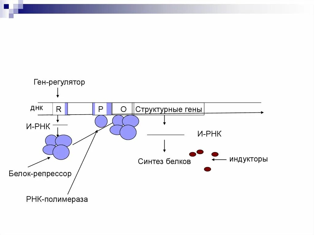 Структурные гены. Ген регулятор. Схема белков РНК. Структурные гены схема. Белковая рнк