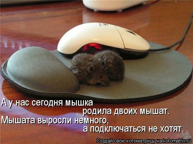Включи мышонок не хочет убираться. Мышь прикольная. Смешные мышки. Смешная компьютерная мышь. Мышь прикол с надписями.