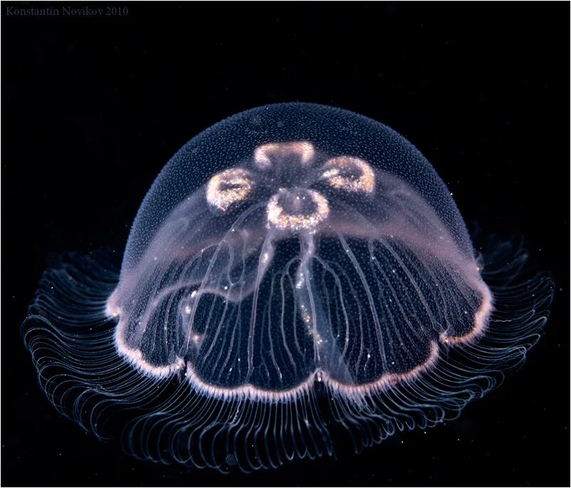 Aurelia Aurita медуза строение. Медуза какая симметрия тела