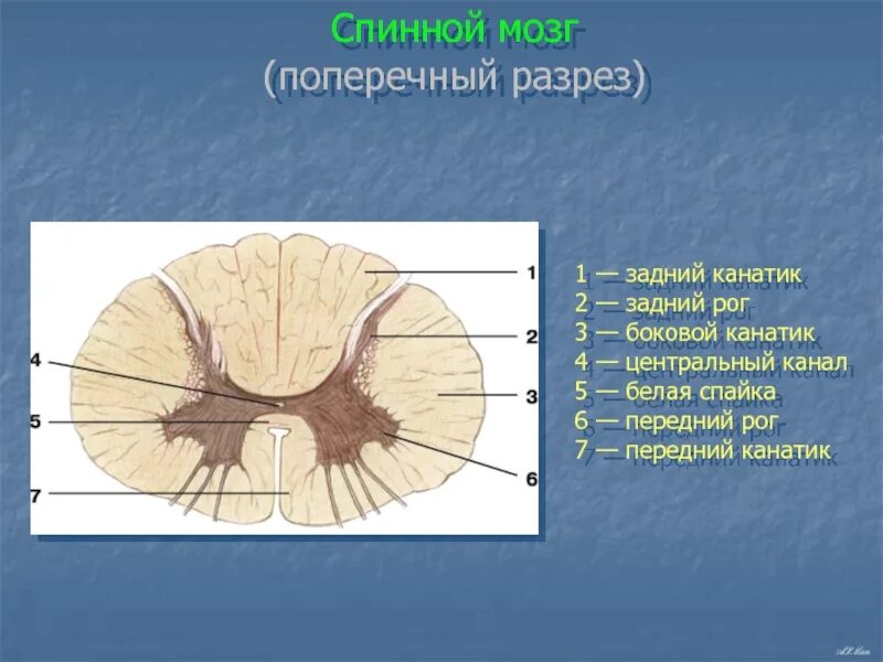 Как выглядит спинной мозг на поперечном. Задний канатик спинной мозг анатомия. Срез спинного мозга анатомия. Борозды спинного мозга анатомия. Задние канатики белого вещества спинного мозга.