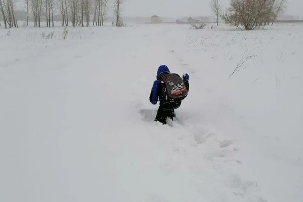 В школу по сугробам. Человек ползет по снегу. По сугробам напрямик. По сугробу волчиха взобралась