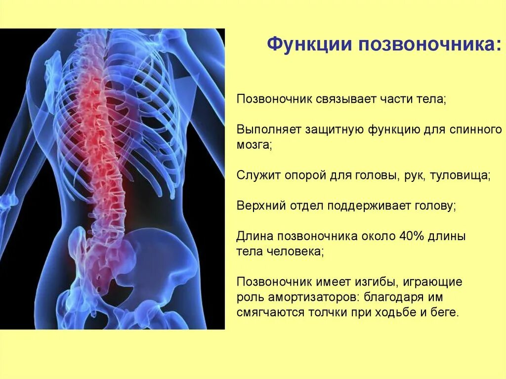 Два отдела позвоночника характерны для. Функции отделов позвоночного столба. Функции позвоночника человека. Основная функция позвоночника. Важность позвоночника.