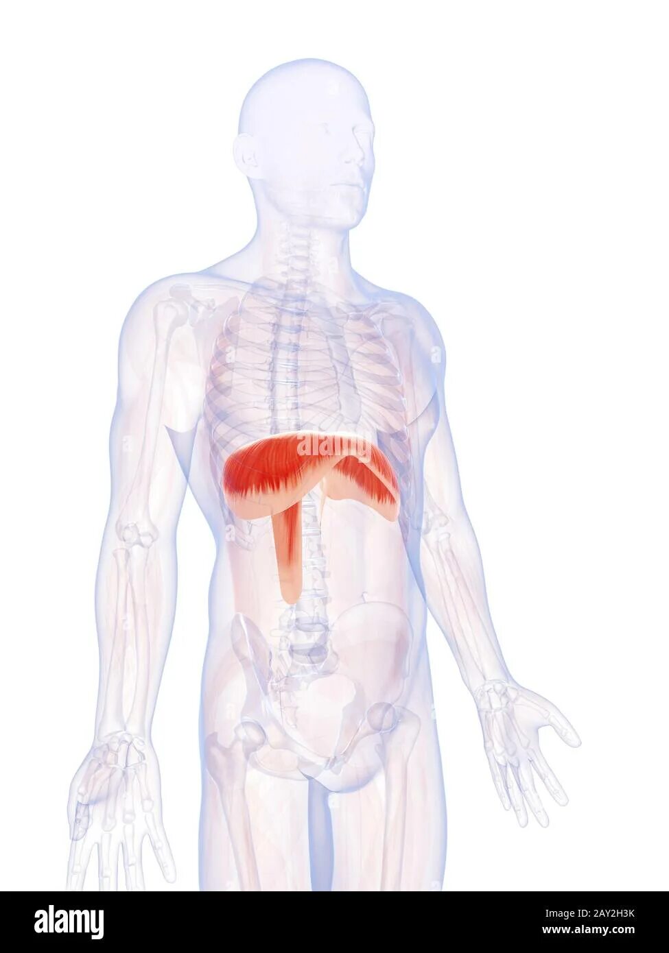 Три диафрагмы у человека. Диафрагма человека. Диафрагмы тела. Диафрагма в человеческом теле.