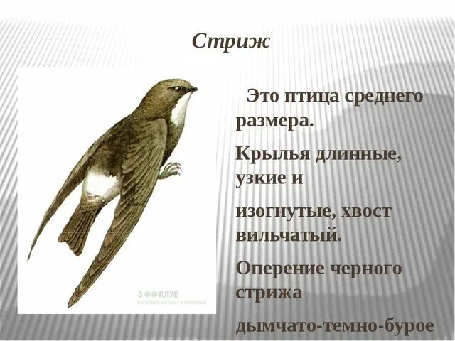 Информация о стрижах для 4. Сообщение о Стрижах. Описание стрижа. Стриж птица описание. Стриж птица краткое описание.