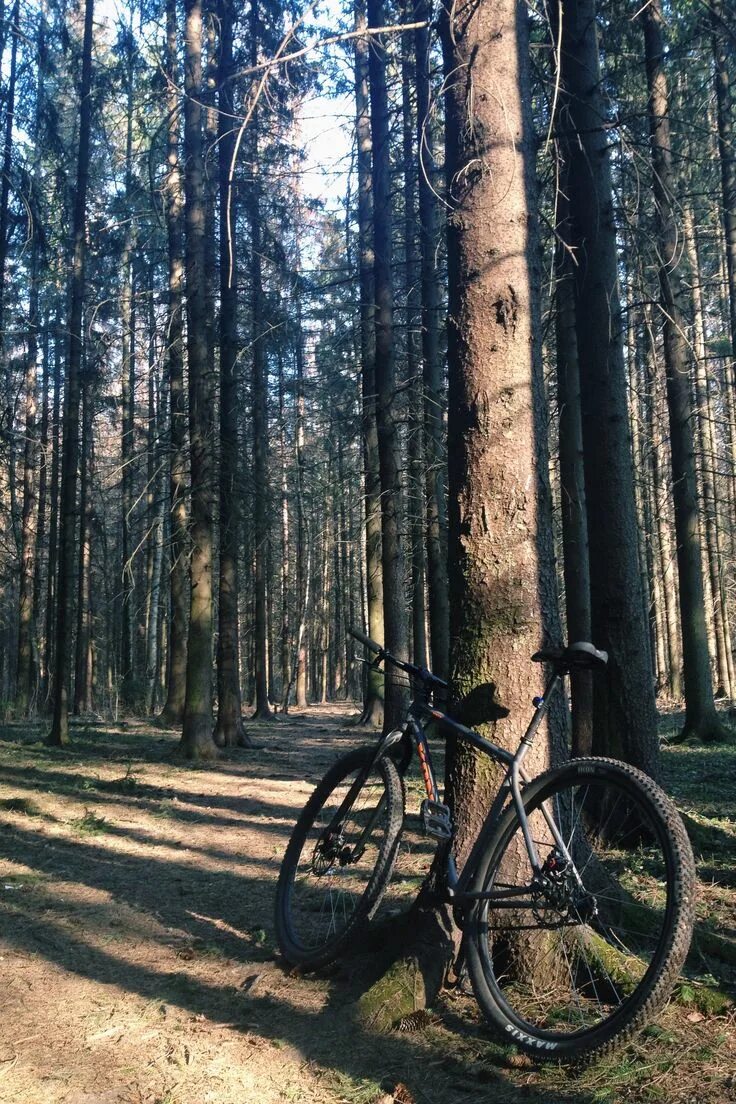 Лес велосипедист. Велосипедист в лесу. Лесной велосипед. Вело в лесу.