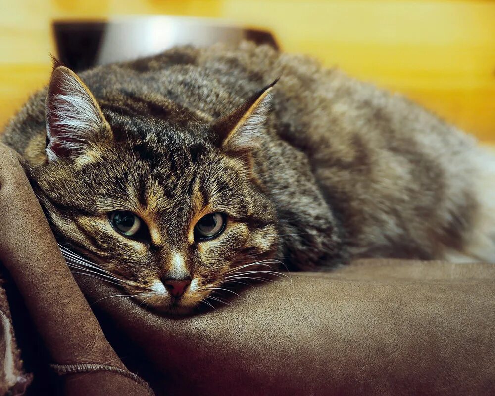 Кот тоскует. Кот скука. Котенок скучает. Коту скучно. Кот тревога