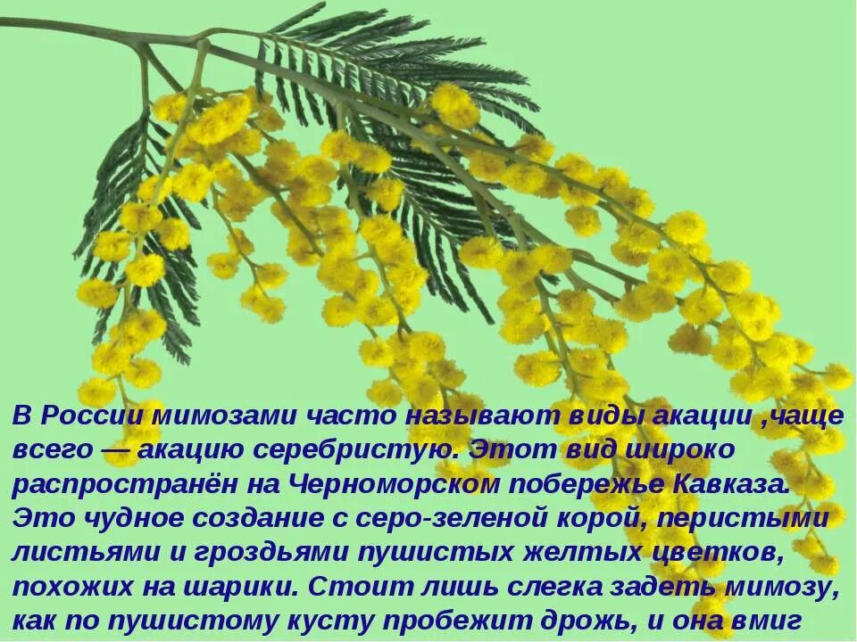 Загадка про мимозу. Мимоза. Информация о мимозе. Мимоза для презентации. Мимоза для детей.